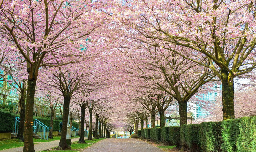 THE VANCOUVER CHERRY BLOSSOM FESTIVAL RETURNS THIS SPRING WITH IN PERS ...