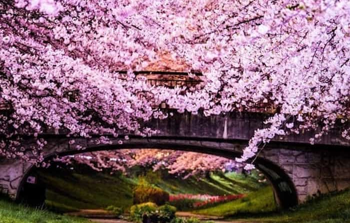 Vancouver Cherry Blossom Festival announces spring 2019 lineup – STRUB ...